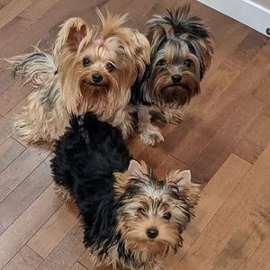 Meet your Posher, Dolores